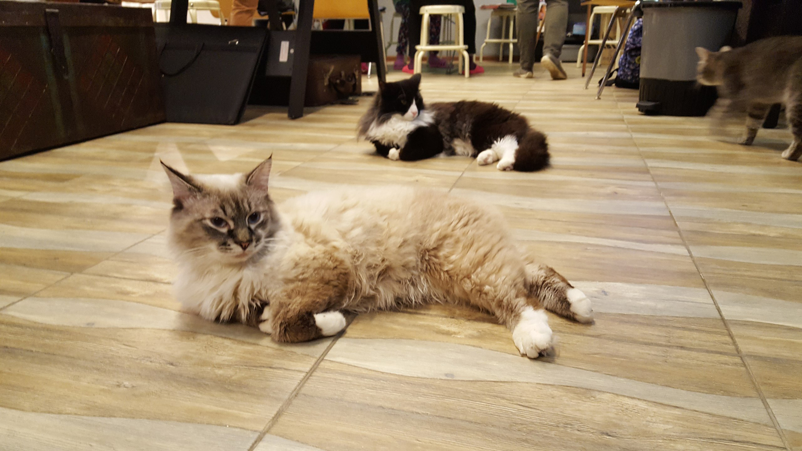 In Petrozavodsk, cats from the Cat Cafe are driven out into the street - cat, Petrozavodsk, Antikafe, news, Help, Longpost, Cafe, Negative, Helping animals