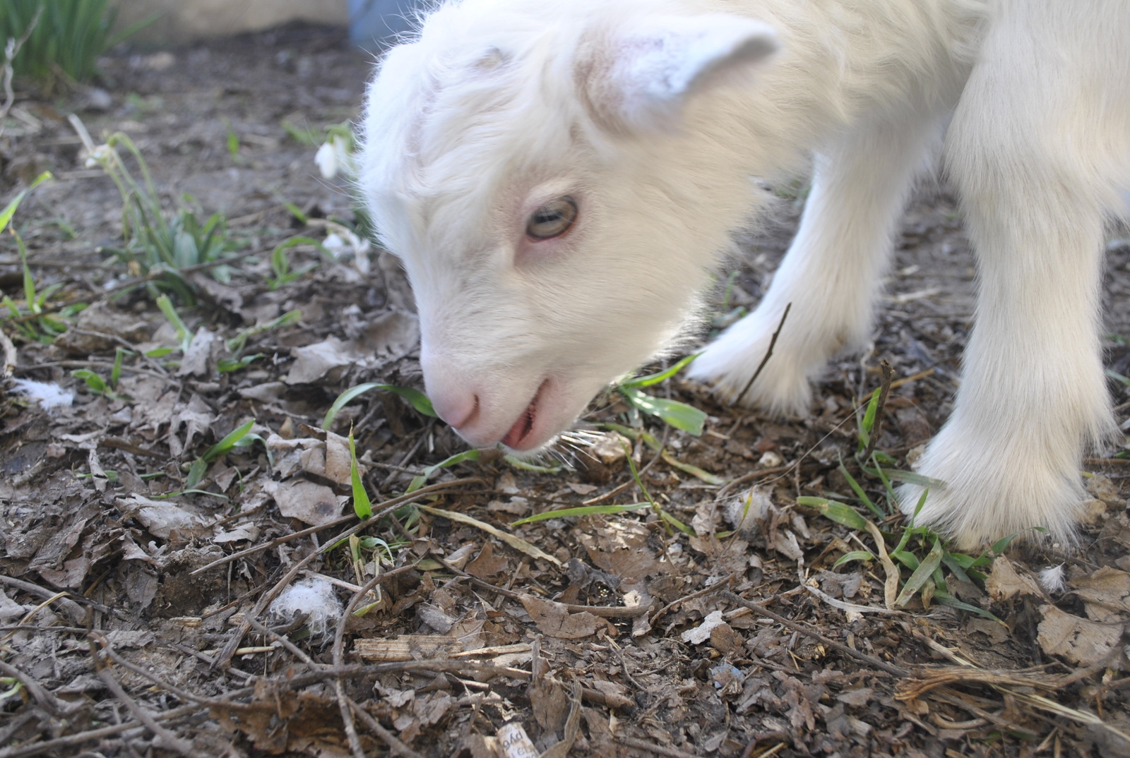 goats - My, My, Kid, Сельское хозяйство, Animals, Longpost, The photo