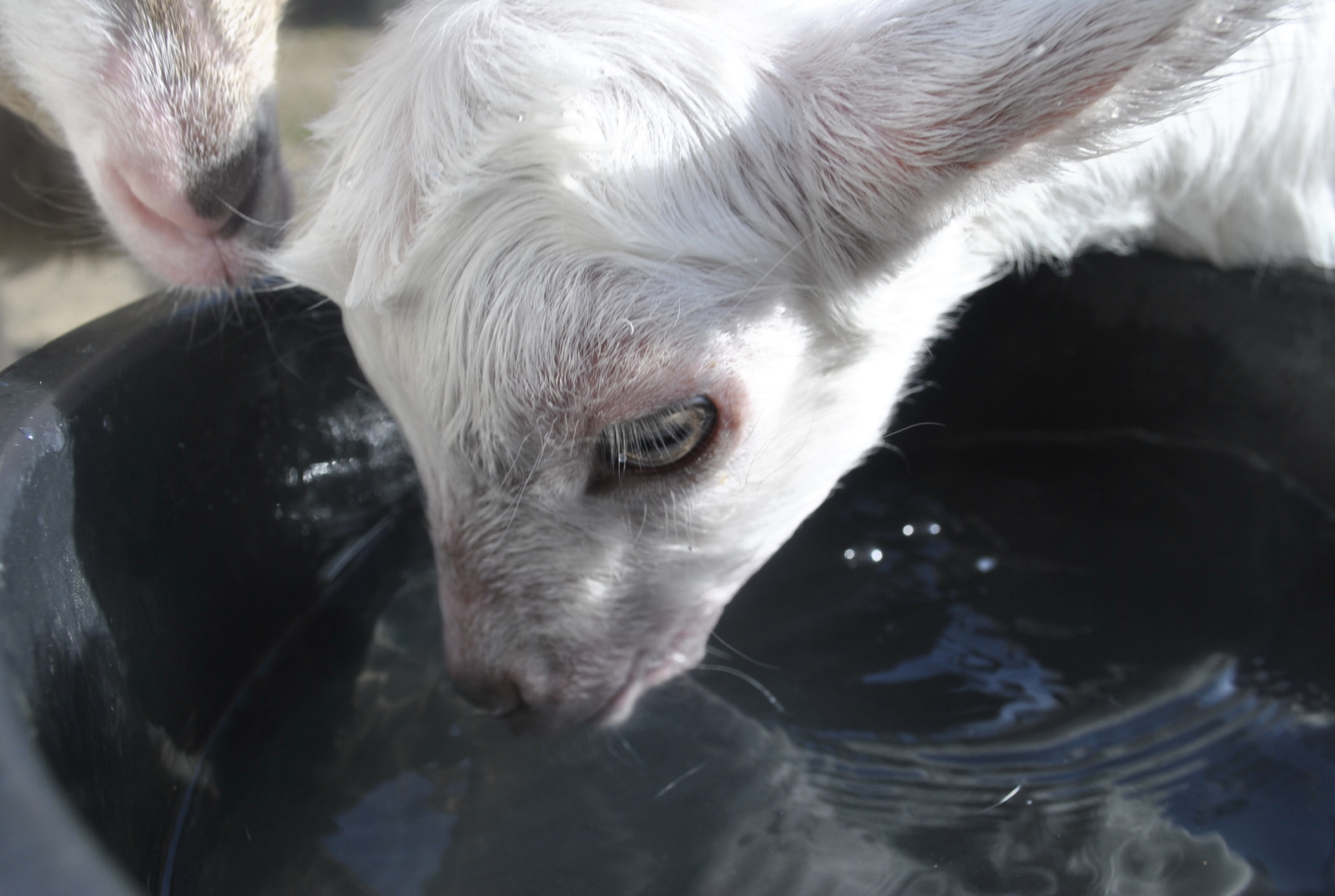 goats - My, My, Kid, Сельское хозяйство, Animals, Longpost, The photo