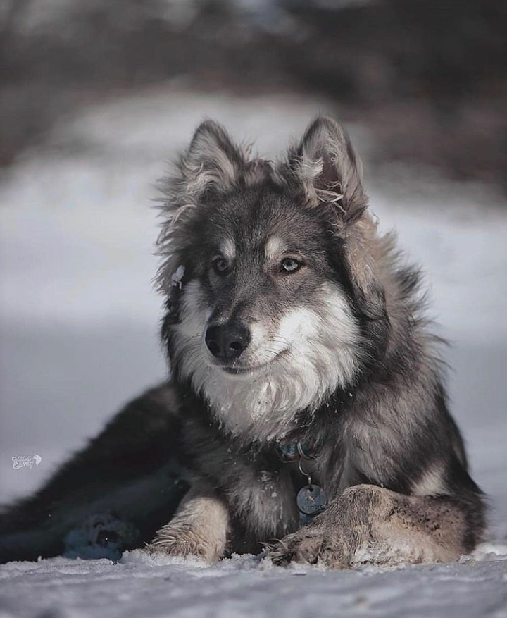 icicle eyes - Wolf, Winter, The photo, Nature, Dog