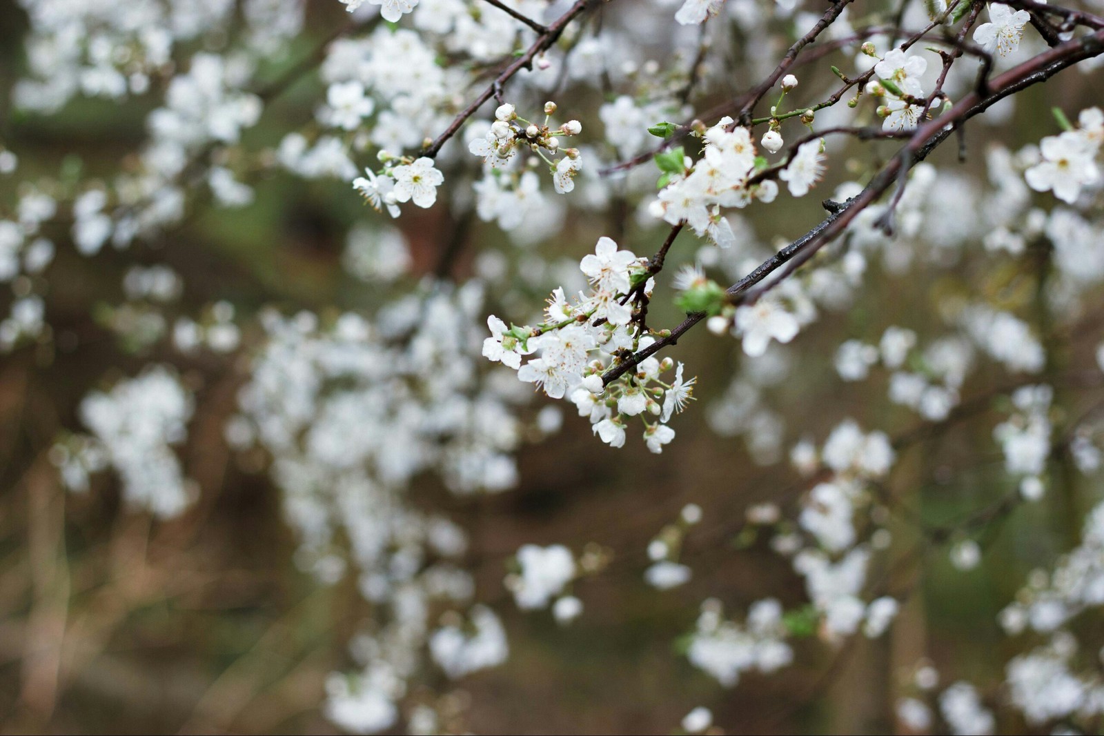 Spring came. Tuapse - My, Flowers, Spring, Longpost