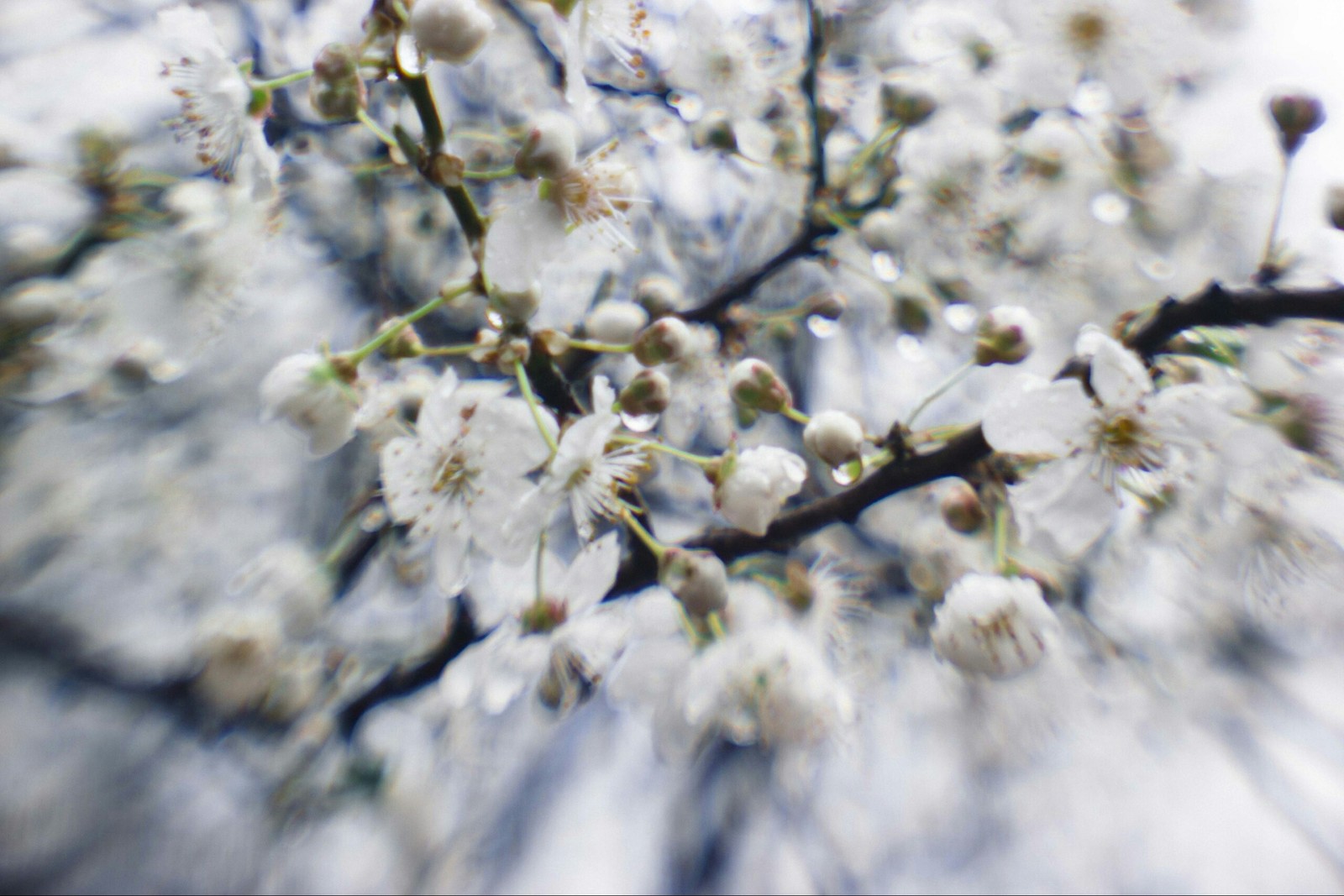 Spring came. Tuapse - My, Flowers, Spring, Longpost