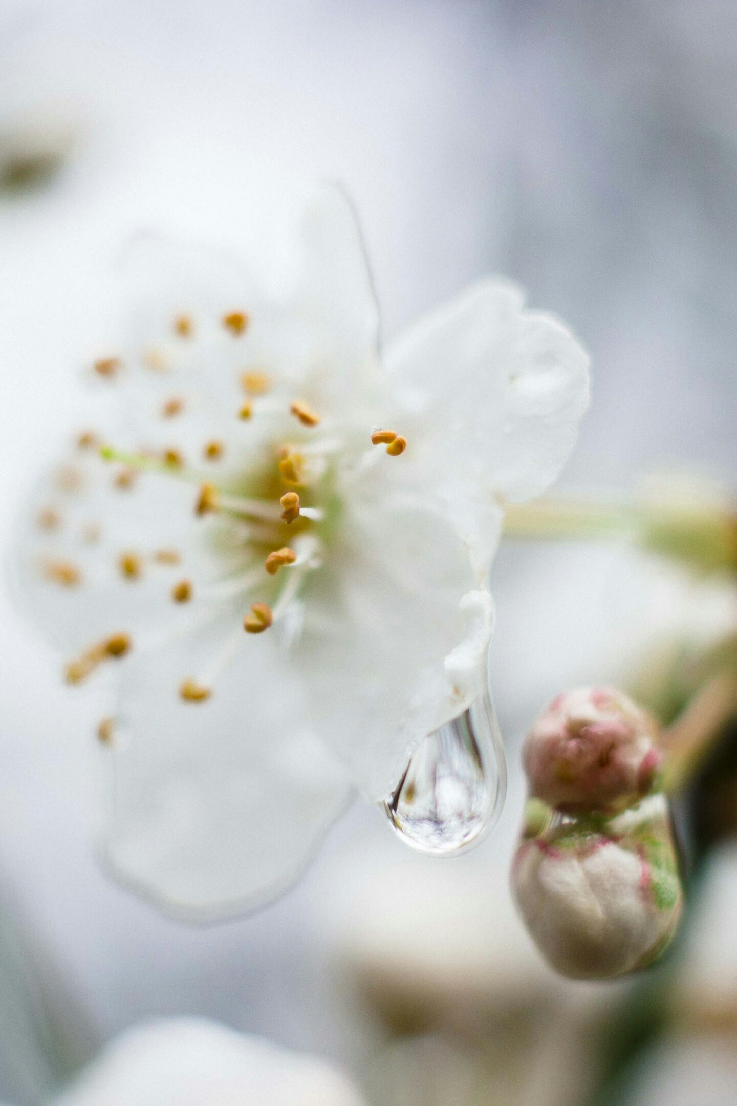 Spring came. Tuapse - My, Flowers, Spring, Longpost