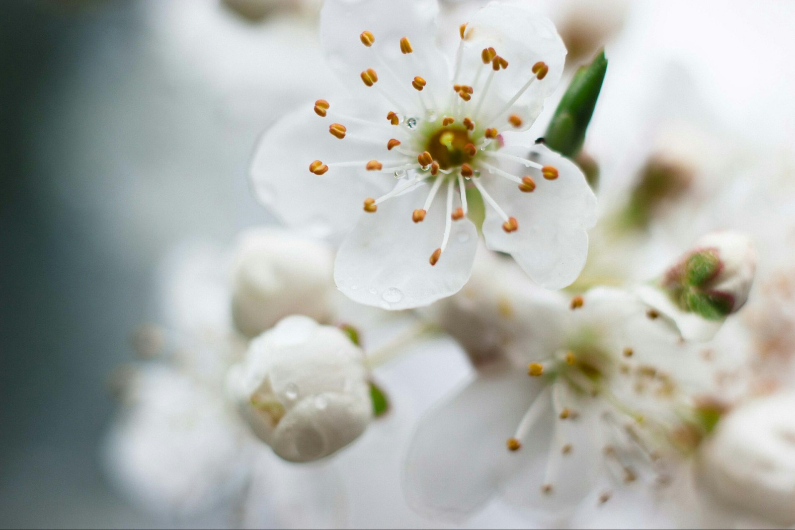 Spring came. Tuapse - My, Flowers, Spring, Longpost