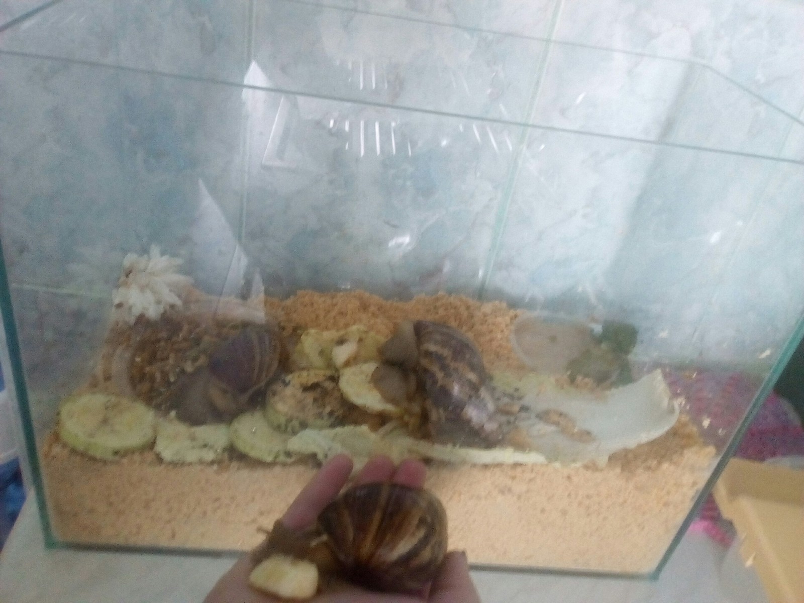 Cats are good, but here are the snails for you! - My, Snail, Achatina, Pets, Longpost