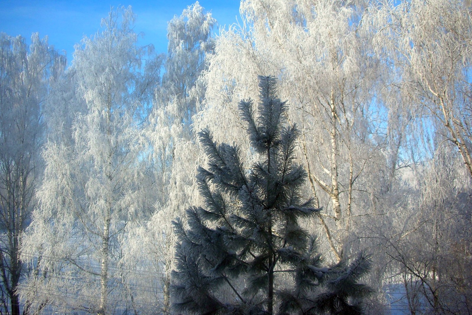 Winter, cold... - My, Winter, beauty, Pine, The photo, Forest