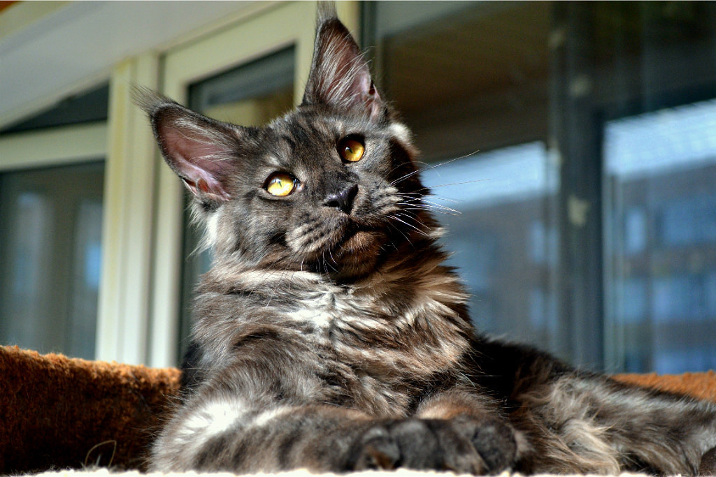 Maine Coon - cat, Maine Coon, Longpost, Pet, Pets