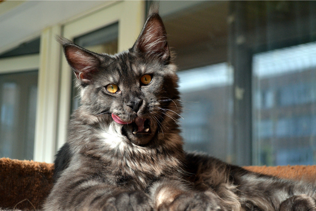 Maine Coon - cat, Maine Coon, Longpost, Pet, Pets