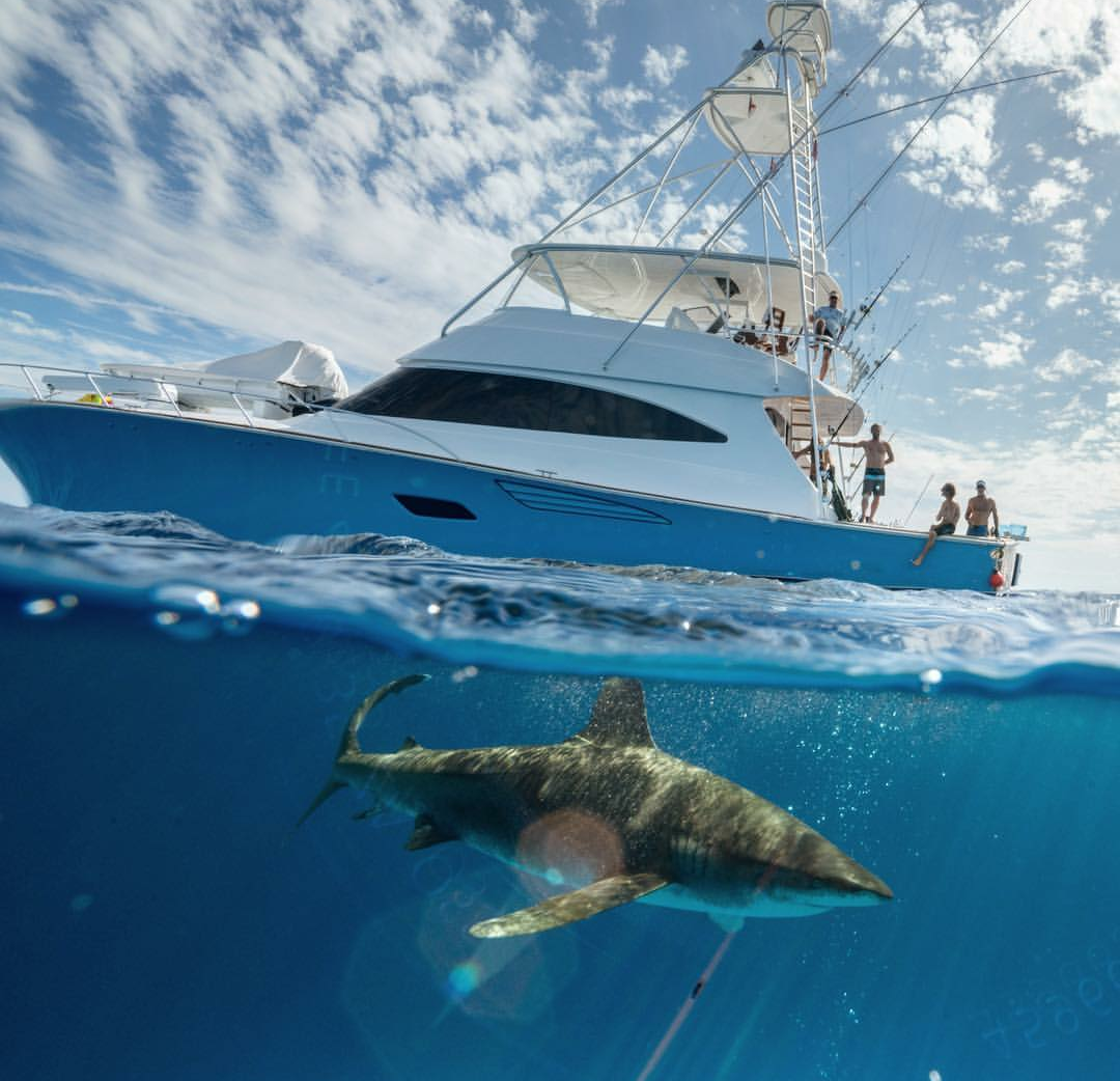 jump) - Sea, Shark, Yacht