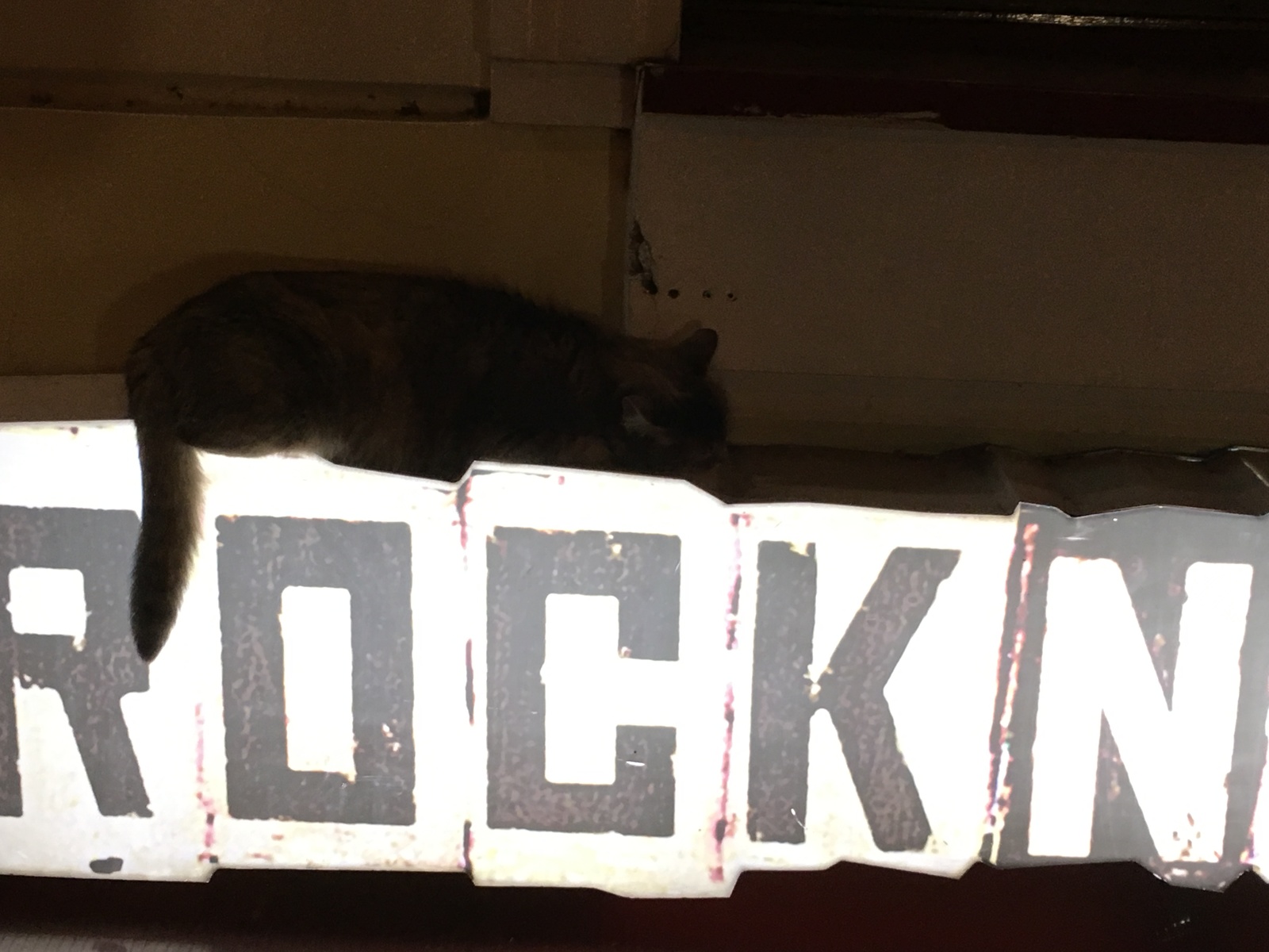 Atmospheric - My, cat, Rock'n'roll, Its own atmosphere