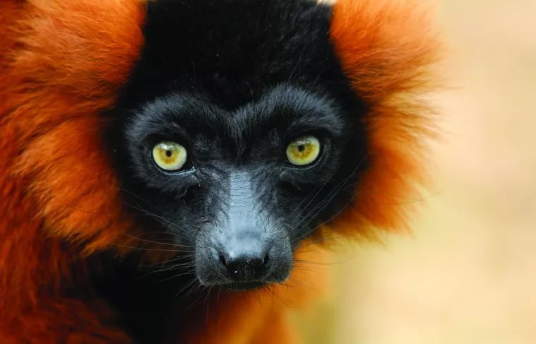 Red (red) lemur vari. - Lemur, , Vari, Animals, Redheads, Milota, Longpost