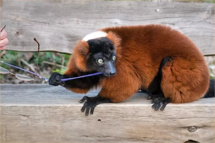 Red (red) lemur vari. - Lemur, , Vari, Animals, Redheads, Milota, Longpost