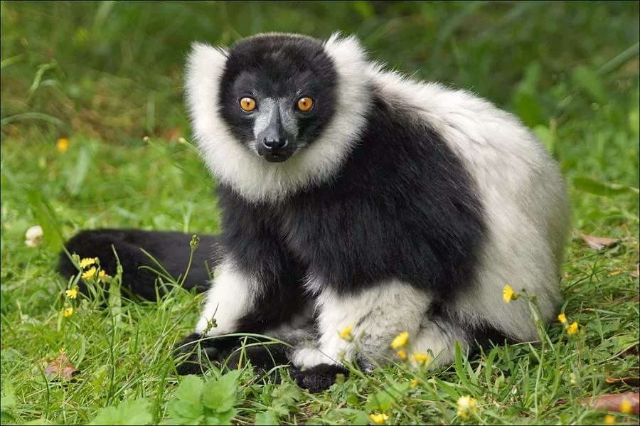 Black and white lemur vari. - Black and white, , Lemur, Vari, Animals, Milota, Longpost