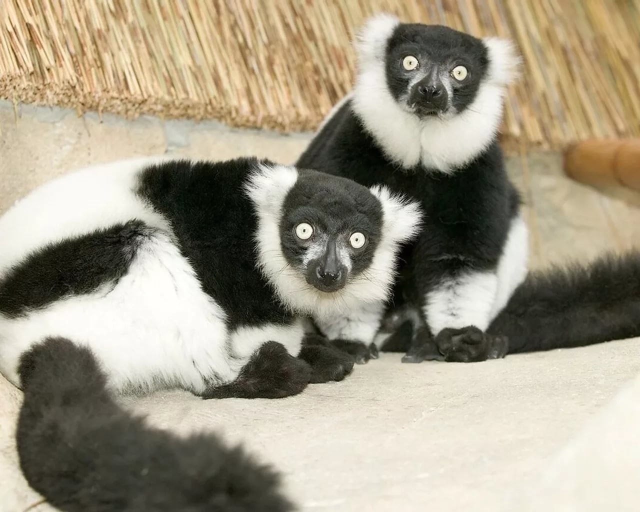 Black and white lemur vari. - Black and white, , Lemur, Vari, Animals, Milota, Longpost