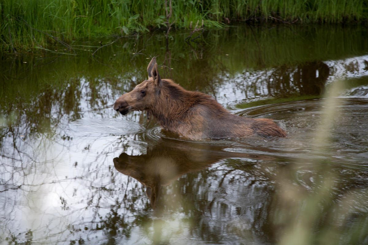 calf - Elk, Animals, Yakutia, Water, Nature, The photo