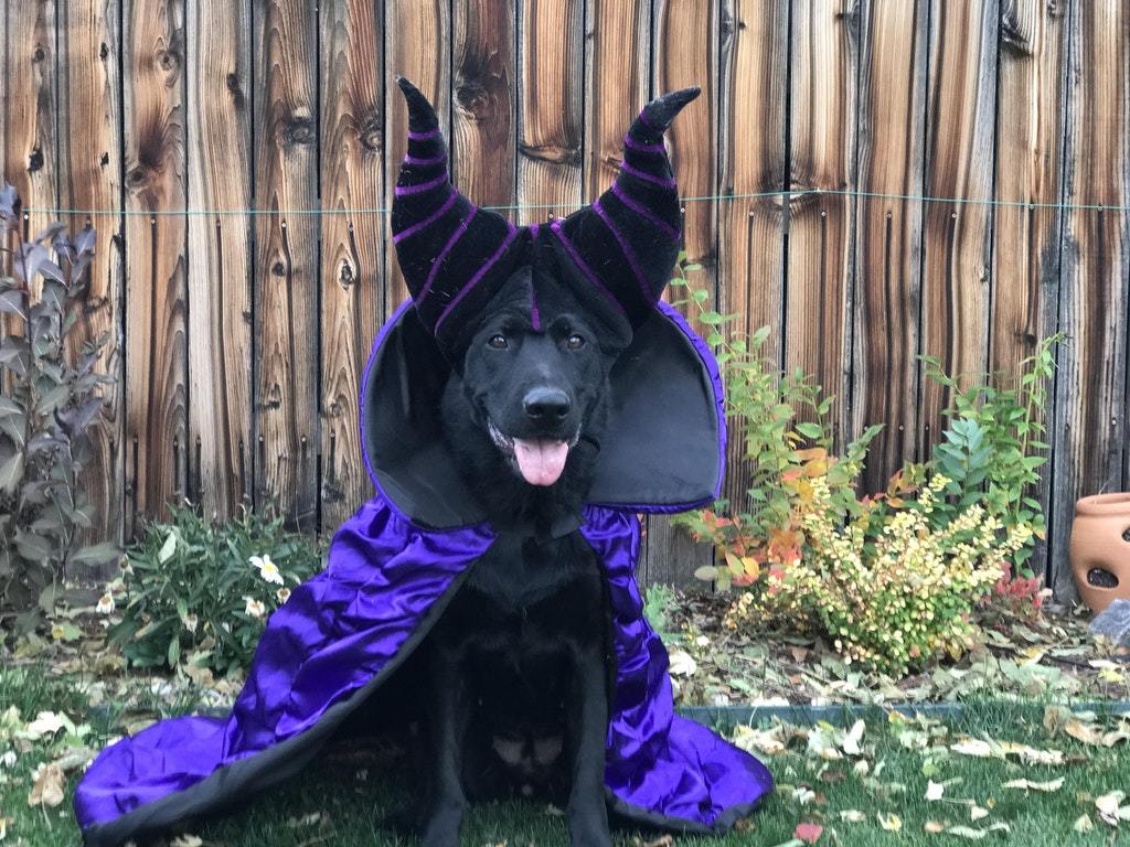 Maleficent - Dog, Animals, Pets, Maleficent, Cosplay, Reddit