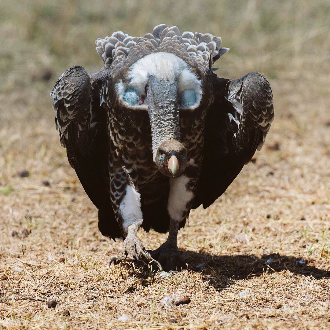 Did you say something, carrion? - Vulture, Scavengers, Birds, Feathers, Claws