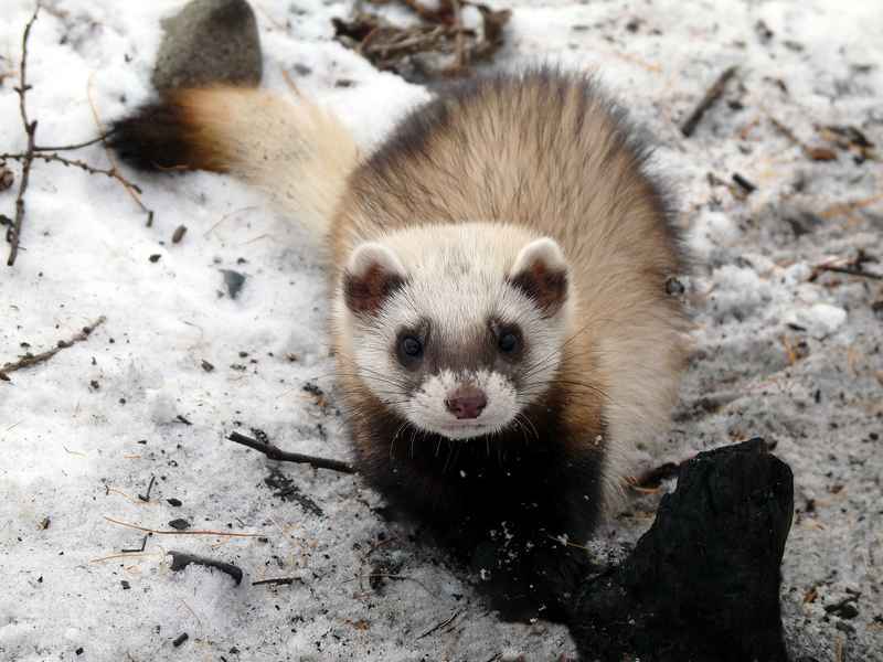 Ferrets - Funny Ferrets, Ferret, Animals, Longpost