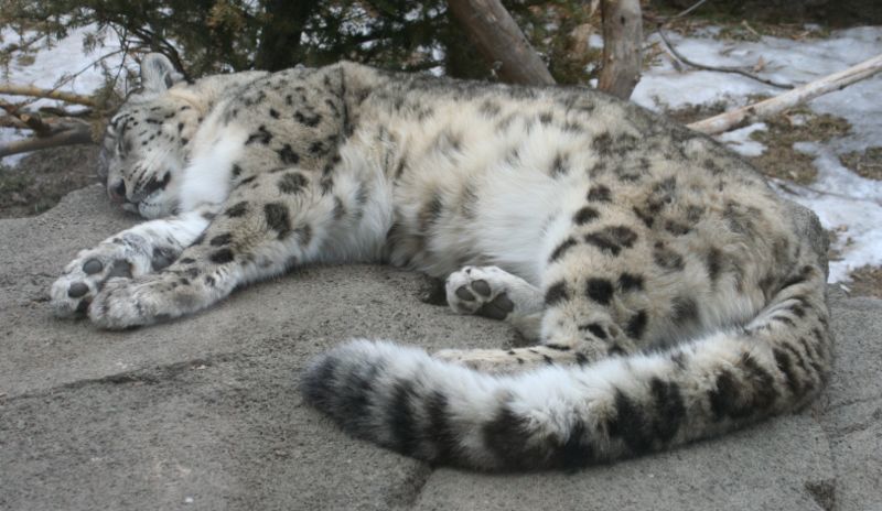 Snow Leopard - Snow Leopard, Longpost, Cat family, Wild animals, The photo