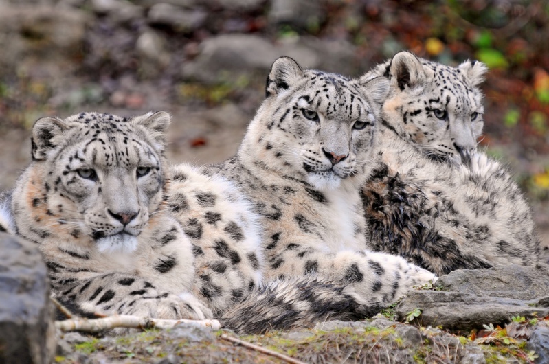 Snow Leopard - Snow Leopard, Longpost, Cat family, Wild animals, The photo