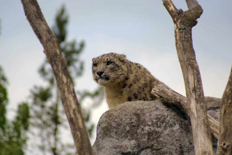 Snow Leopard - Snow Leopard, Longpost, Cat family, Wild animals, The photo