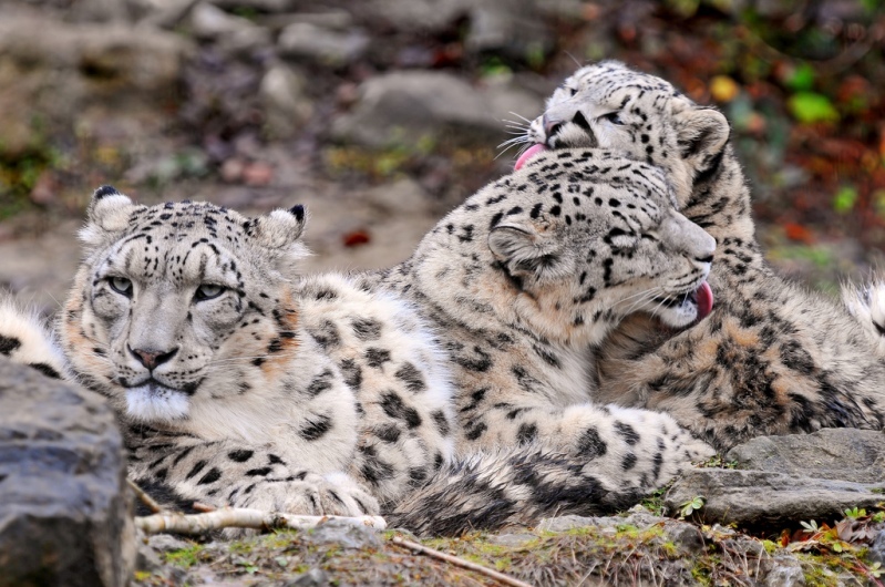 Snow Leopard - Snow Leopard, Longpost, Cat family, Wild animals, The photo