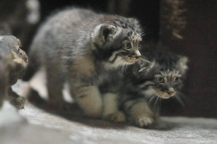 Manul cubs - Pallas' cat, Young, cat, Longpost, The photo