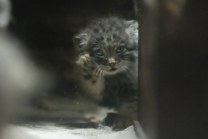 Manul cubs - Pallas' cat, Young, cat, Longpost, The photo