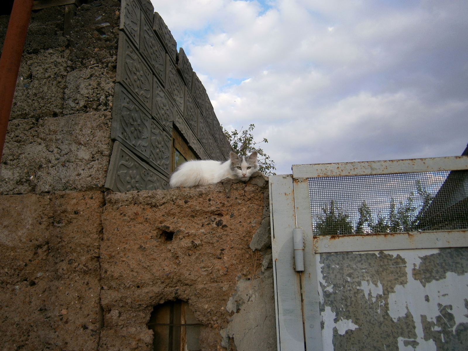 Деревенский кот - Моё, Кот, Деревня, Фотография