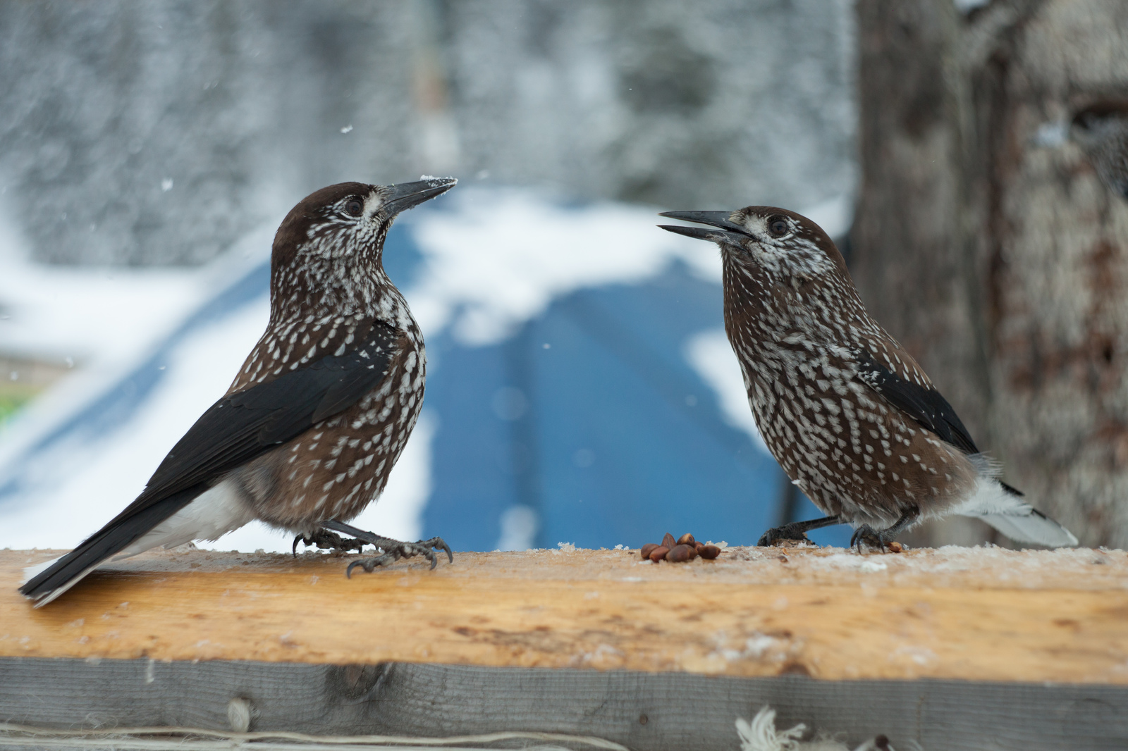 Kedrovka. - My, Sheregesh, Birds, Longpost