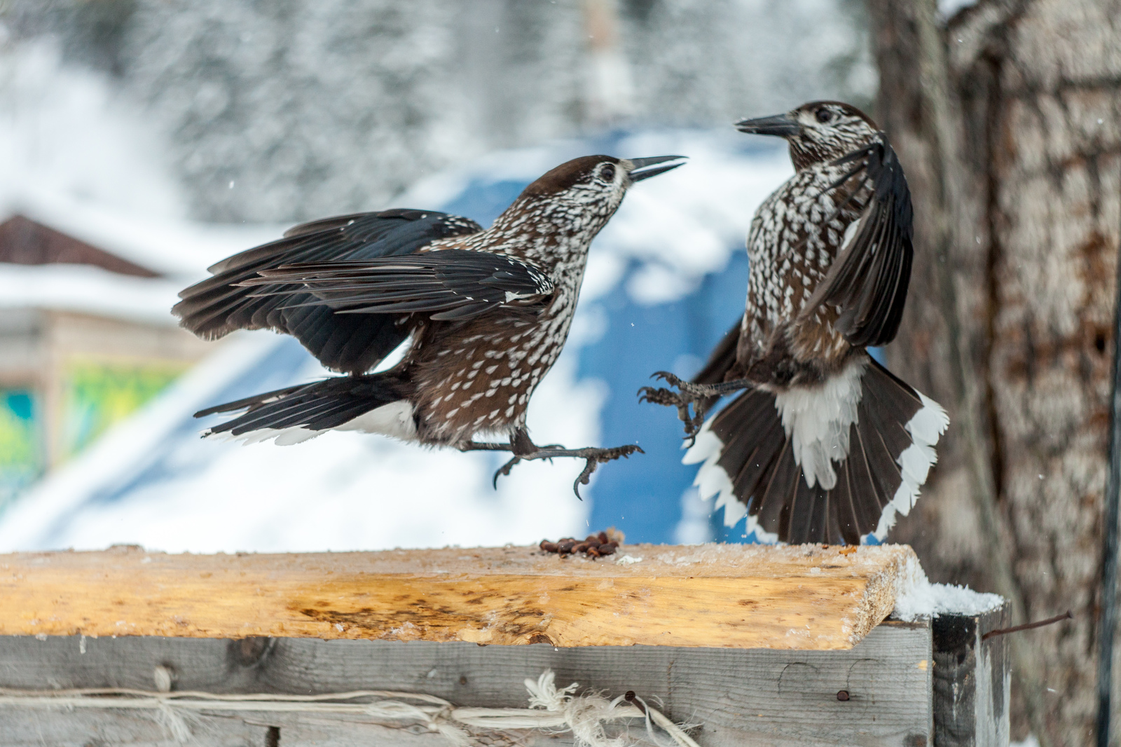 Kedrovka. - My, Sheregesh, Birds, Longpost