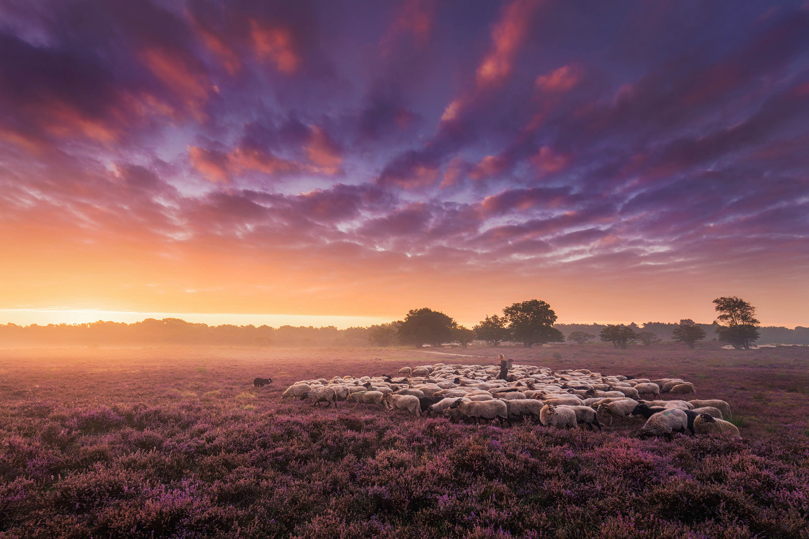 Shepherd with sheep at dawn. - The photo, Sheeps, Shepherd, dawn