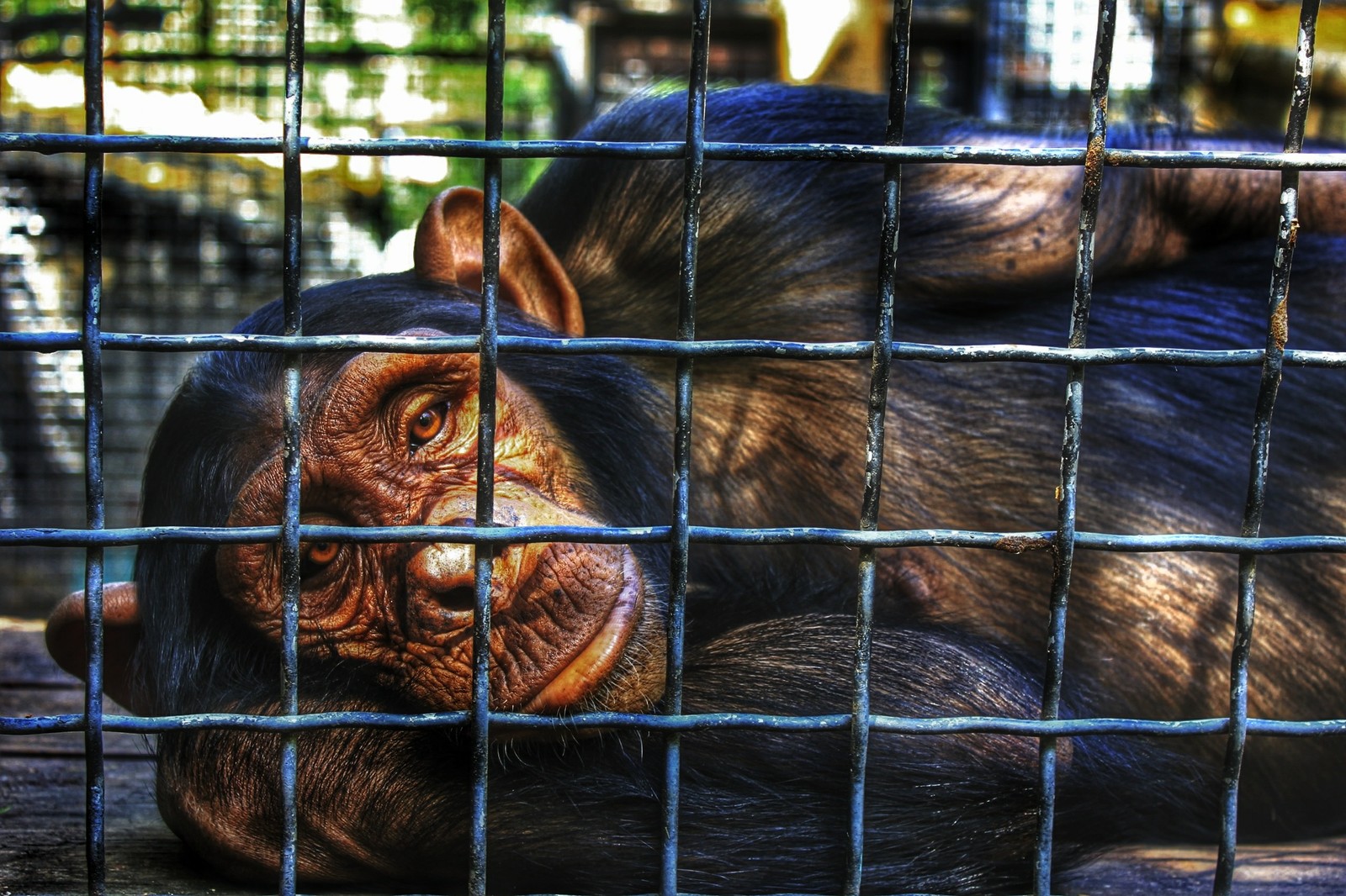 Zoo inhabitants, Crimea - My, Crimea, Portrait, Zoo, Animals, cat, Monkey, The photo