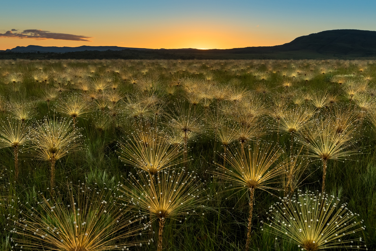 magical sunrise - Photo competition, Brazil, From the network, , The photo, Nature