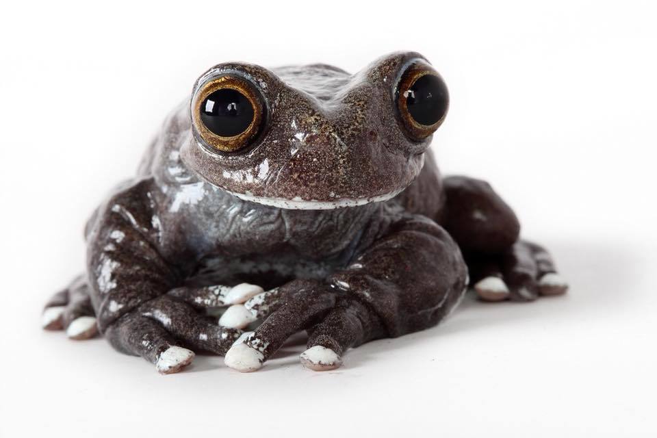 Rare poison dart frogs from Ecuador - Frogs, Terrariumistics