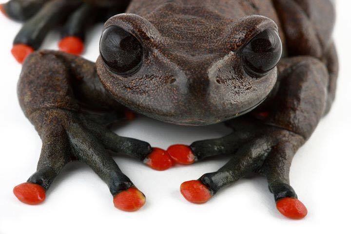 Rare poison dart frogs from Ecuador - Frogs, Terrariumistics