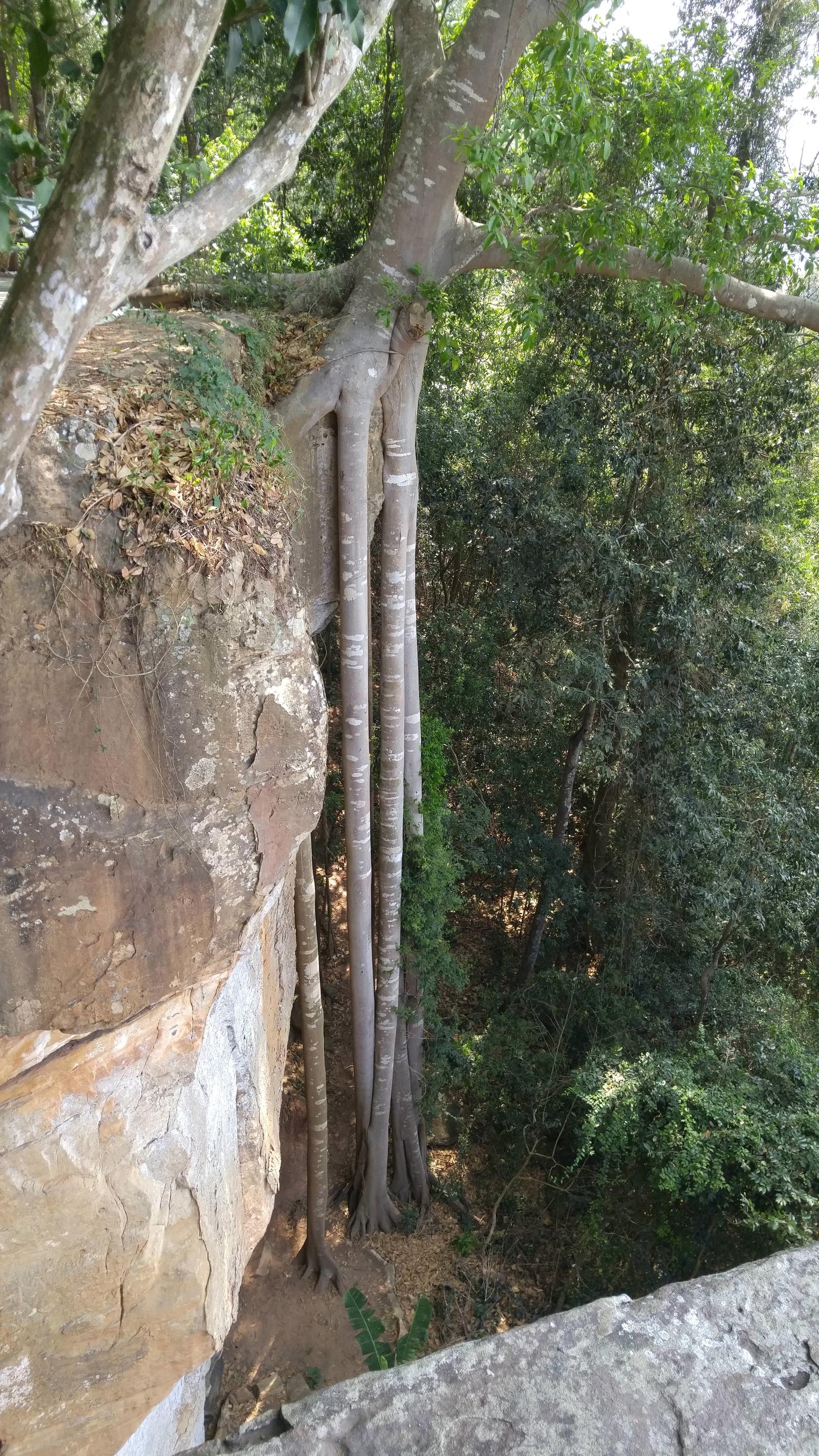 Roots - Tree, Roots, Nature, Unusual, The photo