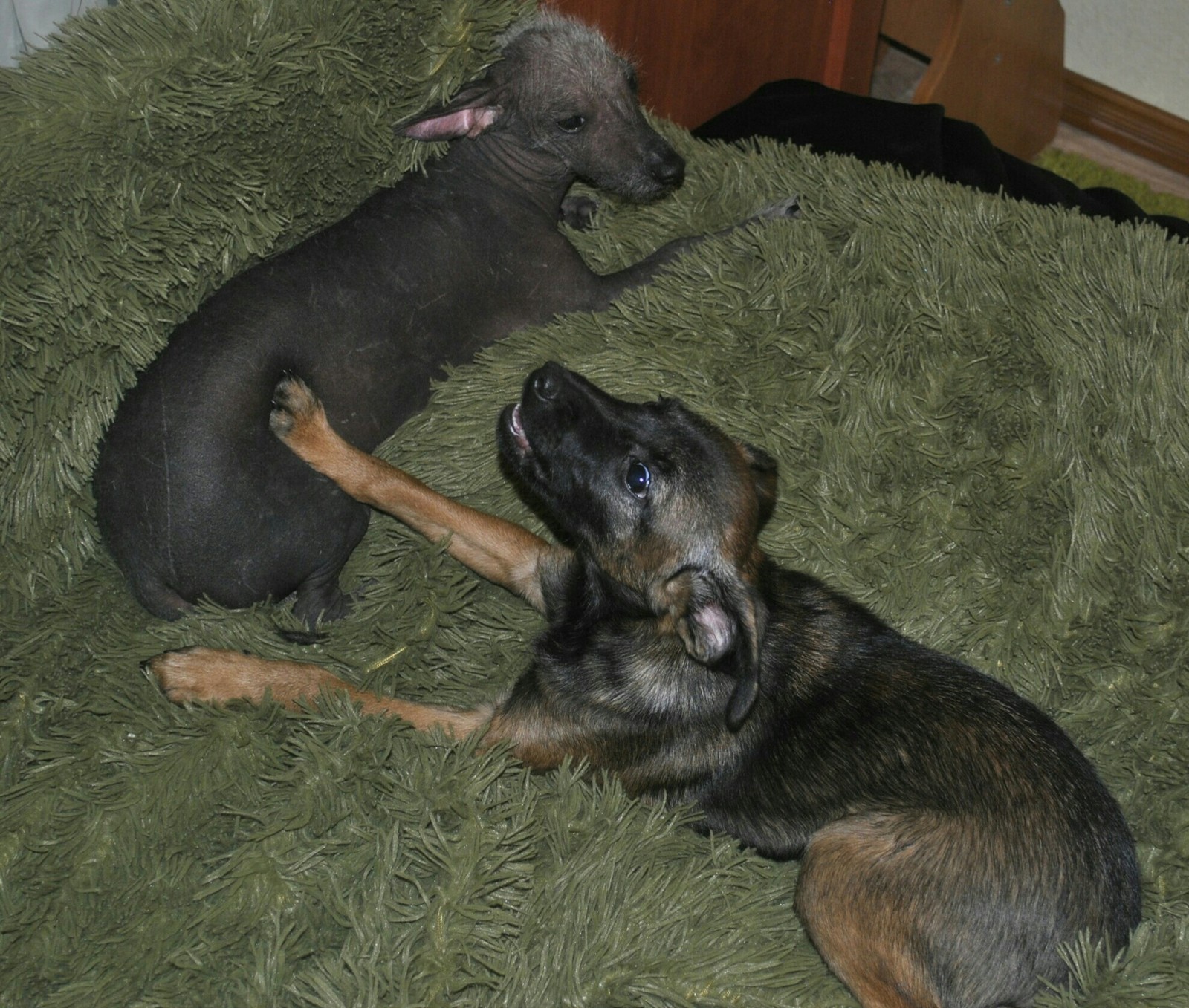 Xoloitzcuintli - My, My, Dog, Xoloitzcuintli, , Breed, Longpost