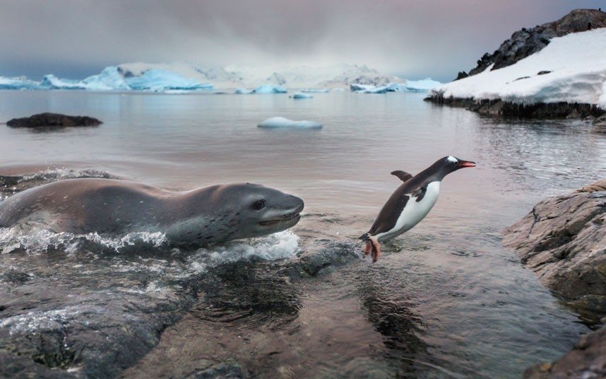 Leopard seal - Leopard seal, Ocean, , Nature, The photo, Video, Longpost, Predator