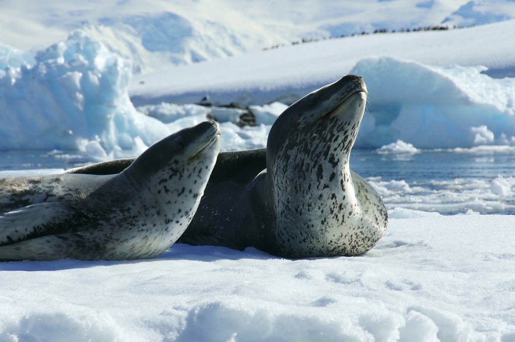 Leopard seal - Leopard seal, Ocean, , Nature, The photo, Video, Longpost, Predator