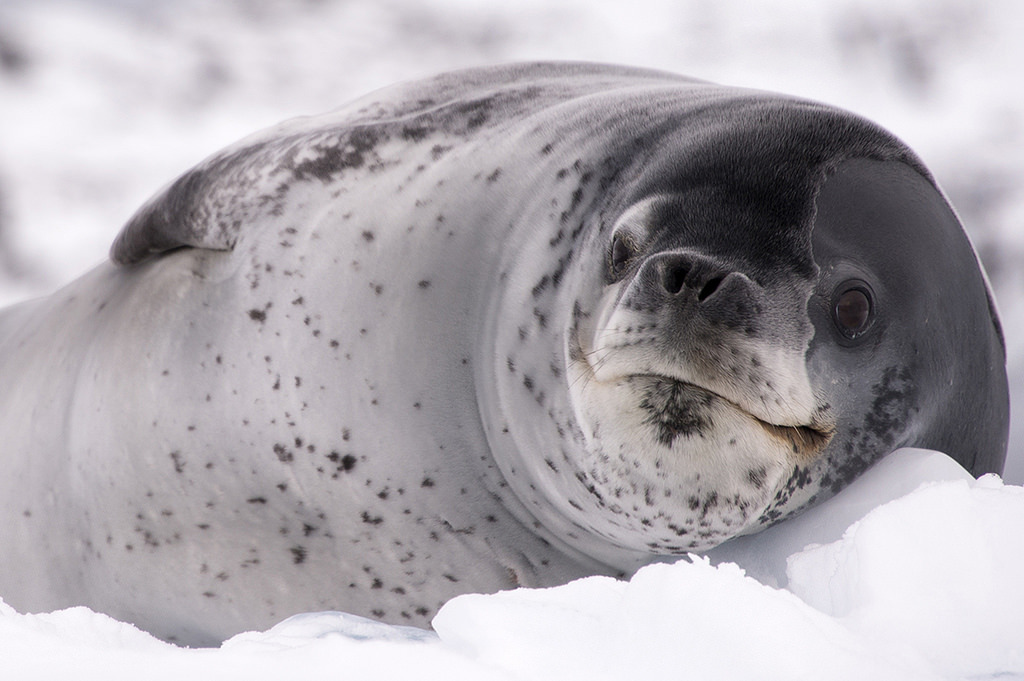 Leopard seal - Leopard seal, Ocean, , Nature, The photo, Video, Longpost, Predator