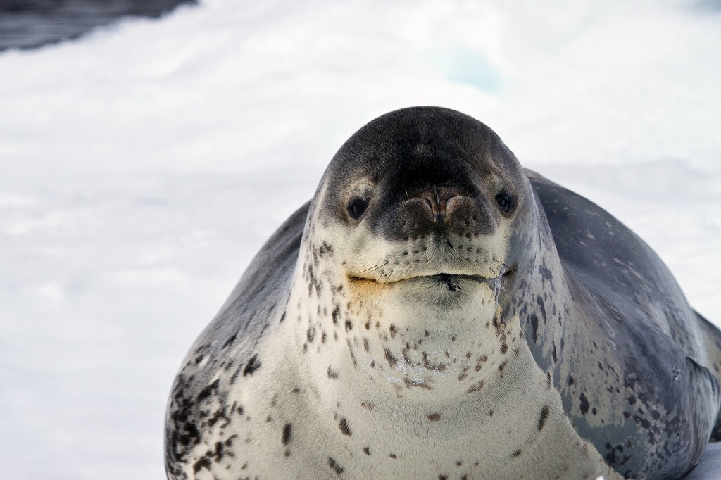 Leopard seal - Leopard seal, Ocean, , Nature, The photo, Video, Longpost, Predator