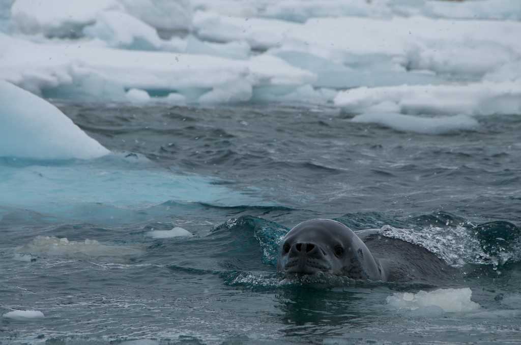 Leopard seal - Leopard seal, Ocean, , Nature, The photo, Video, Longpost, Predator