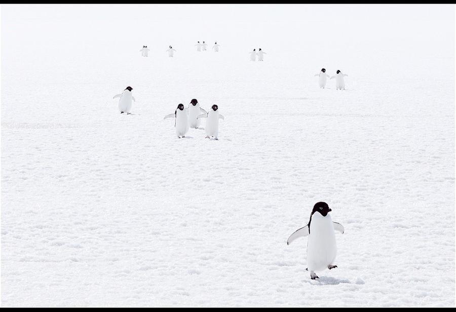 The Ross Sea through the eyes of documentary photographer John Weller. - Antarctica, , The photo, Longpost