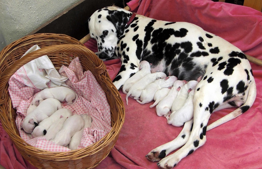 Dalmatians - Dalmatian, Dog, Longpost