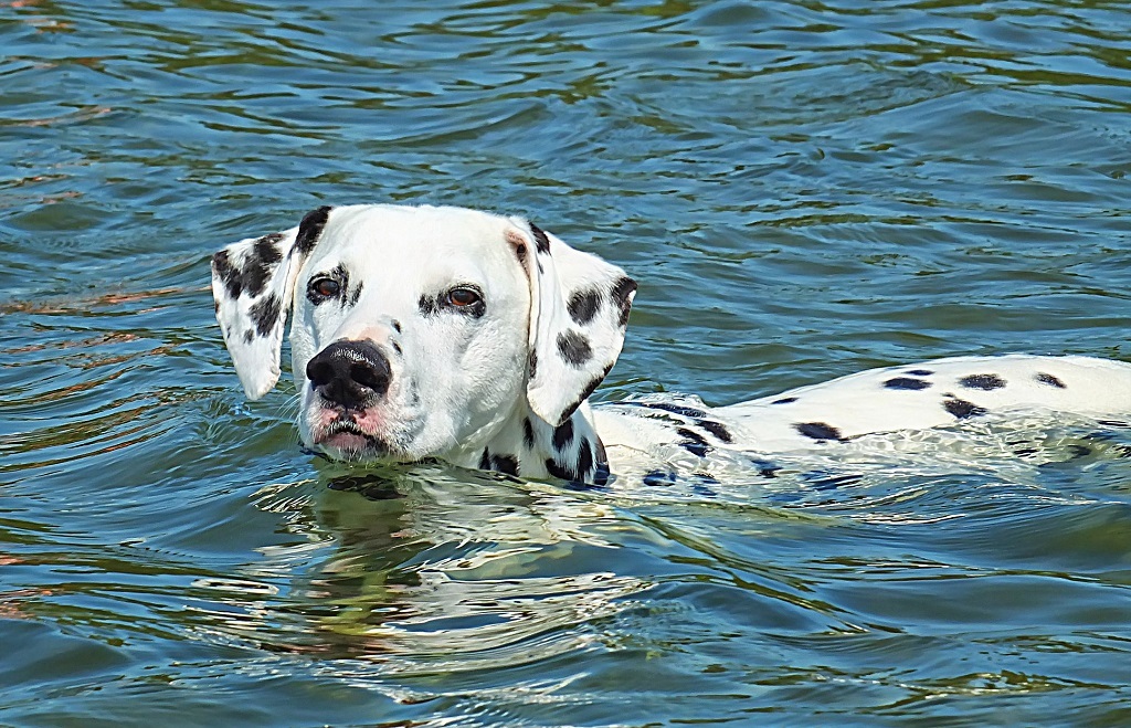 Dalmatians - Dalmatian, Dog, Longpost