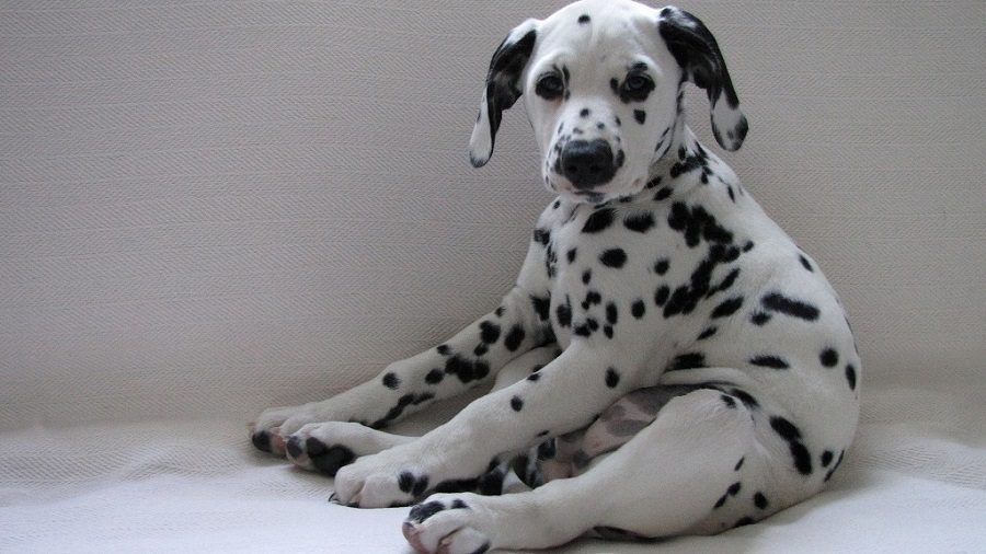 Dalmatians - Dalmatian, Dog, Longpost