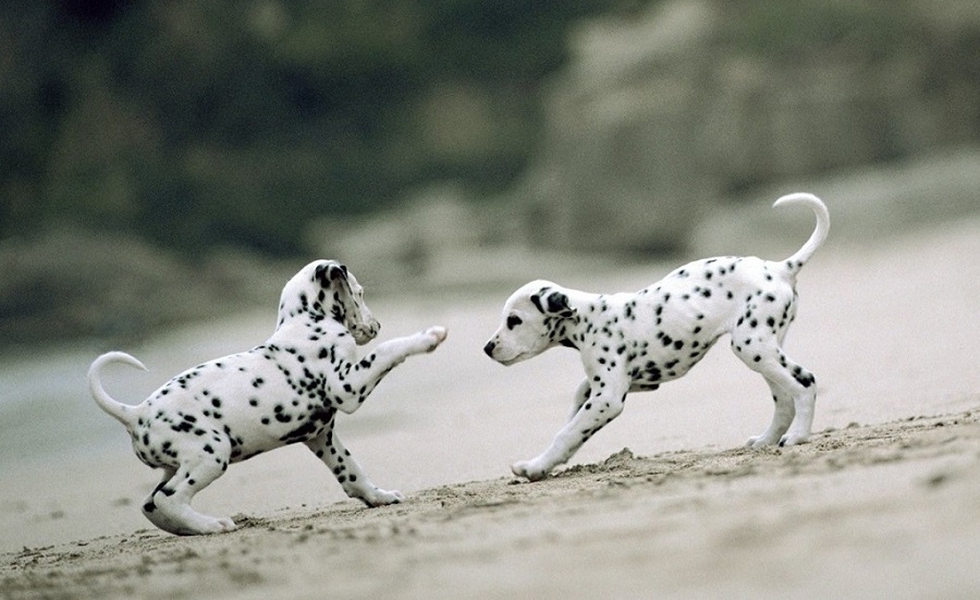 Dalmatians - Dalmatian, Dog, Longpost