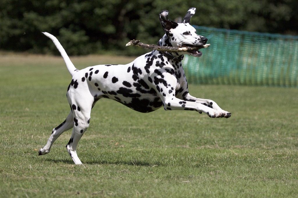 Dalmatians - Dalmatian, Dog, Longpost