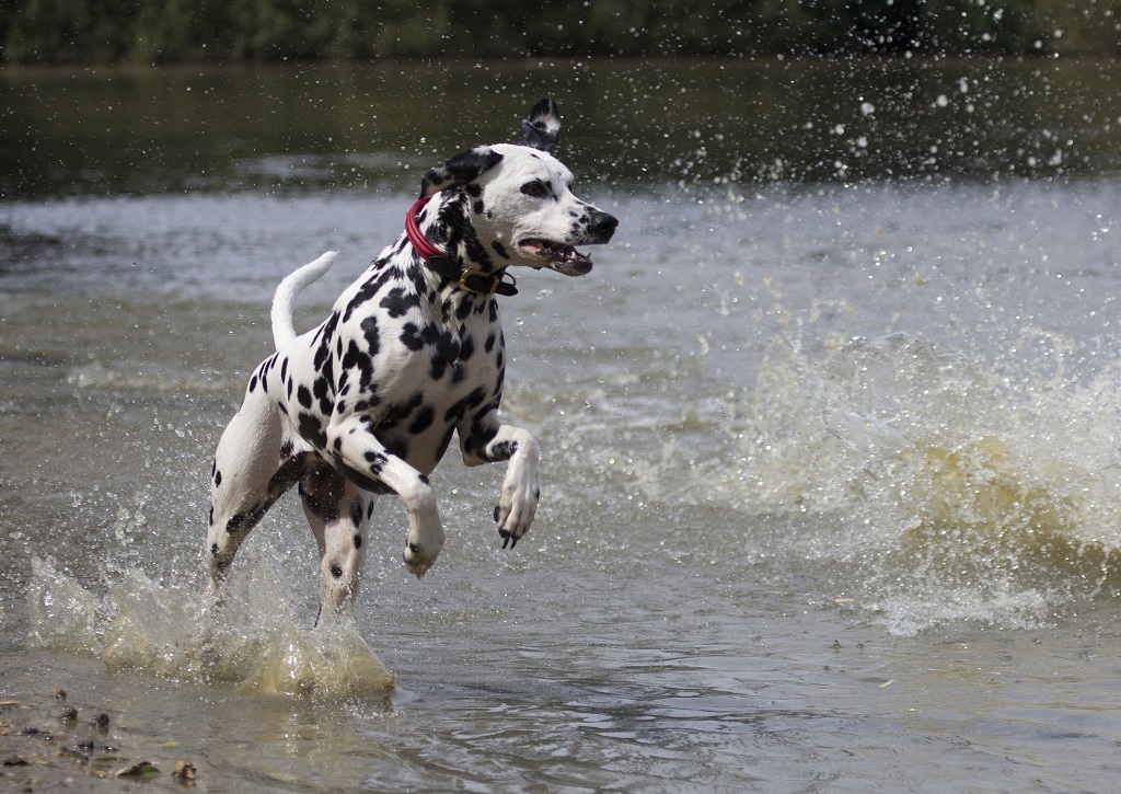 Dalmatians - Dalmatian, Dog, Longpost